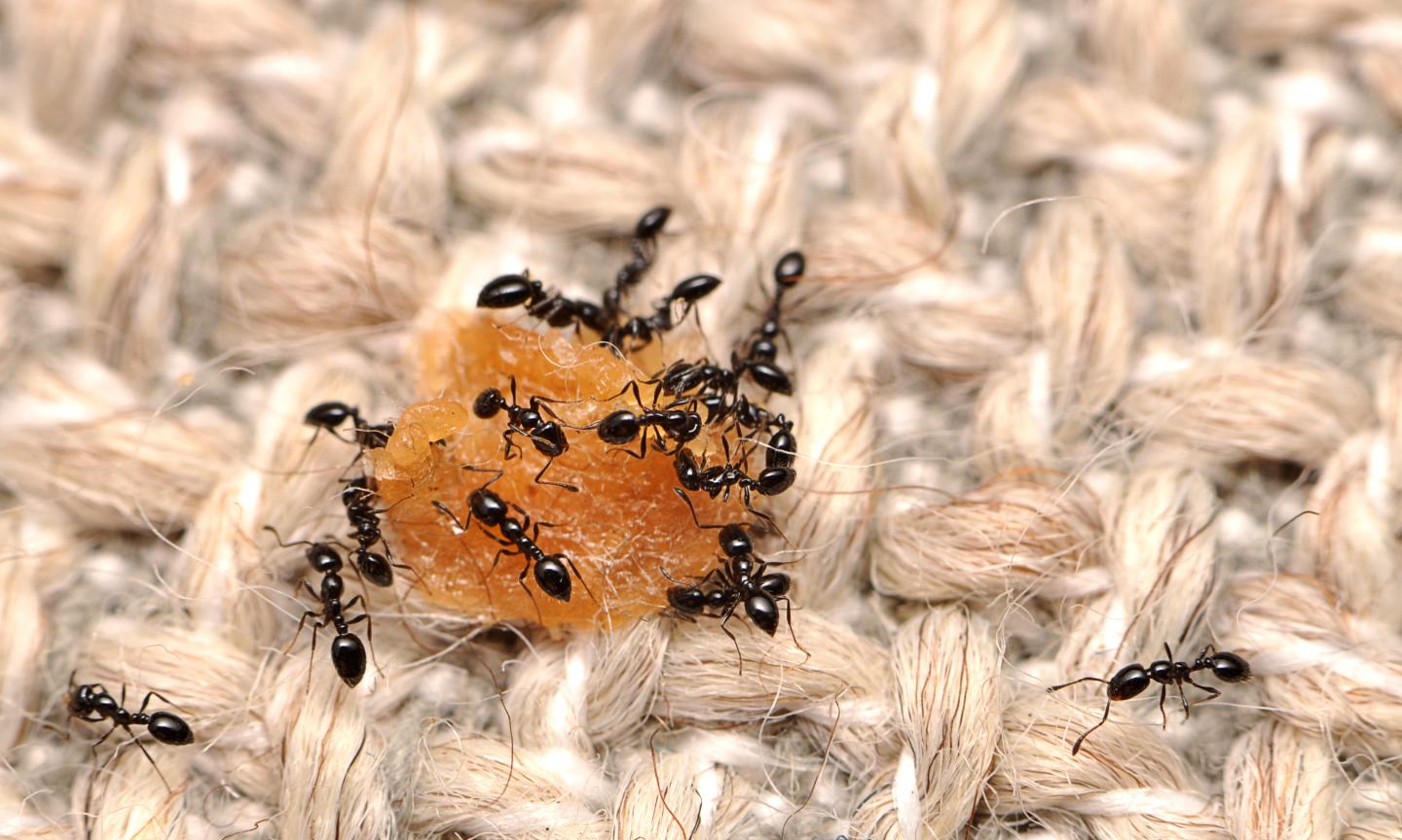 Black Ants (Monomorium Minimum) Little black ants have a shiny black color and prefer to live outdoors in decaying wood, but will also build their nests in cracks in walls or cement. Outside, little black ants establish their nests under rocks or stones and in rotting logs, gardens and other open areas. Their nests can also be located within small craters of very fine soil. Indoors, little black ants build their nests in voids and cavities such as wall voids.