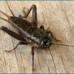Field Crickets (Gryllus Pennsylvanicus) Field crickets are normally ½ to 1 inch in size, depending on the species can be black, brown, or red in color. Field crickets prefer to live outdoors; in the ground, tall grass, or built up piles of natural lawn debris. They will move indoors if weather conditions become unfavorable.