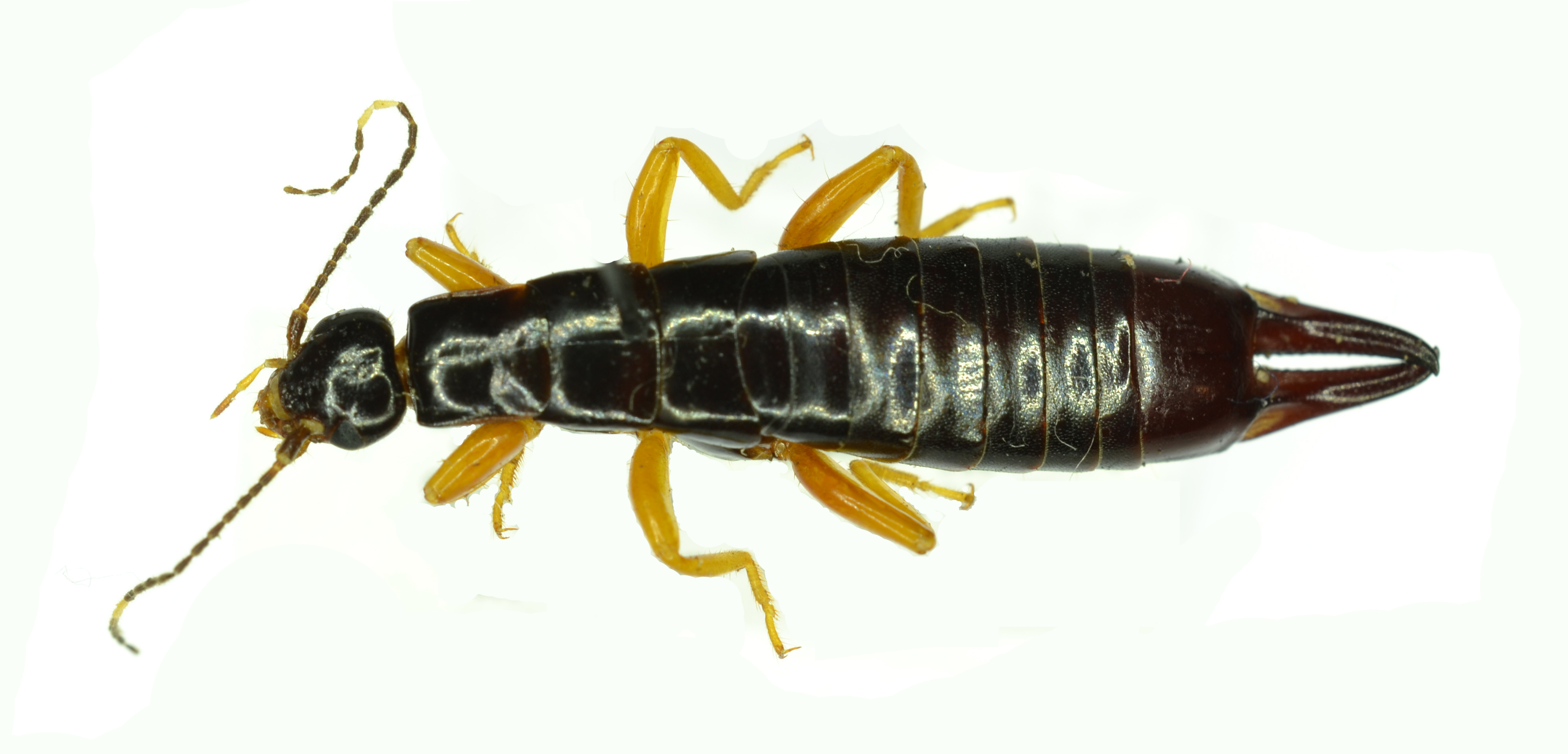 Earwigs (Order Dermaptera) Earwigs are brown in color, and their whole body is about 2 inches long. With large pinchers on the end of their tail. They are most visible inside and outside of the home during the months or a season where there is higher than normal moisture (or rain) and hotter temperatures. They will typically hide in small gaps or crevices such as door or window frames, gutters, and water damaged wood.