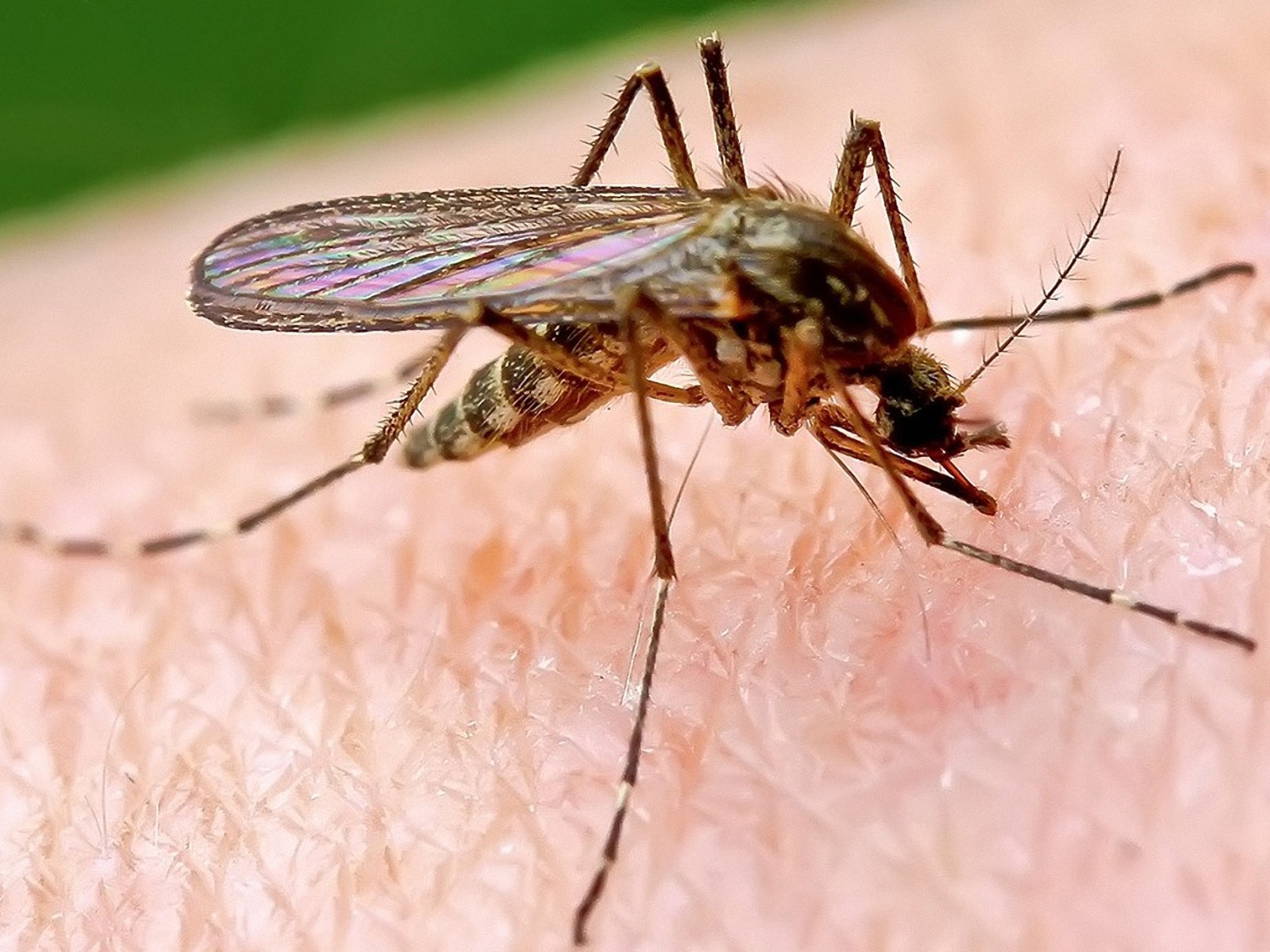 Culex Mosquito (Quinquefasciatus) • Small dark mosquito measuring from 0.2 – 0.4 inches in length • Prefer warm wet habitats • Lays eggs on water’s surface • Typically feeds on birds • Seek blood meals at dawn and dusk • Carriers of various diseases to include West Nile