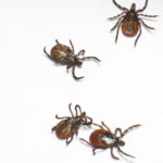 Ticks Ticks are tear dropped shaped, they range from brownish black to grey depending on the species. Immature ticks have six legs, mature ticks have eight legs and they are relatively flat before feeding, some ticks become plump and round after feeding. They are the most common during the warmer months. They move to areas where there are a lot of mammals, ground-dwelling birds, and lizards. Common places are: moist woodlands and areas around the edge of forests with a lot of plants, along forest trails, grassy areas, in and around campgrounds, and in abandoned grassy yards in urban areas.