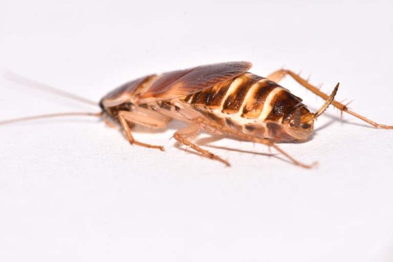 Brown Banded Cockroach Supella Longipalpa Mosquito Plus